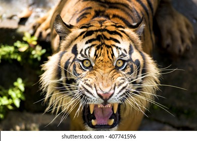 Sumatran Tiger Final Roar