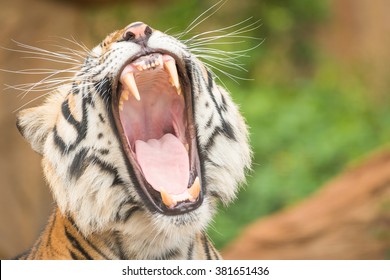 Sumatran Tiger Giving A Big Yawn Showing Tongue And Teeth