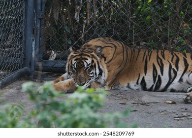 Sumatran tiger is lying down, resting in a zoo enclosure surrounded by greenery. Its peaceful demeanor highlights the beauty of wildlife in a controlled environment - Powered by Shutterstock