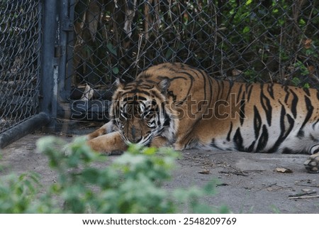 Sumatran tiger is lying down, resting in a zoo enclosure surrounded by greenery. Its peaceful demeanor highlights the beauty of wildlife in a controlled environment