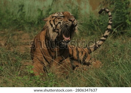 a sumatran tiger lying in the grass during the day while roaring