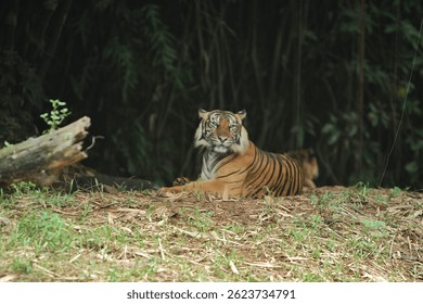 Un tigre de Sumatra acostado en un montículo de tierra mientras mira a su alrededor