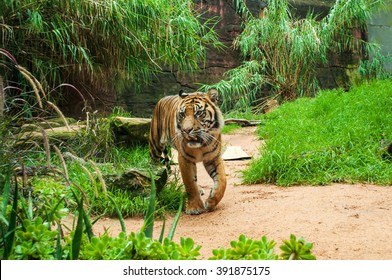 Sumatran tiger. The Sumatran tiger is the only surviving member of the Sunda Islands group of tigers.