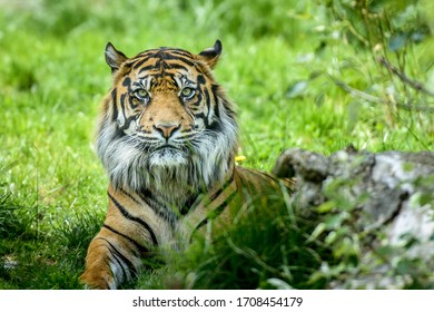 The Sumatran Tiger Is A Panthera Tigris Sondaica 