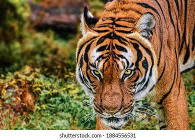 Sumatran Tiger Panthera Tigris Sondaica