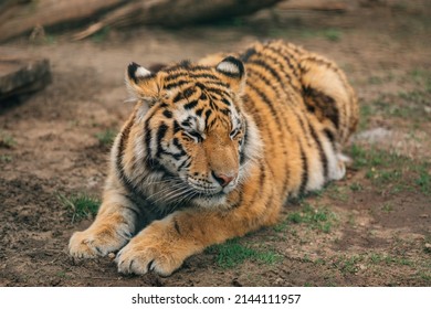 Sumatran Tiger (Panthera Tigris Sondaica) Close-up Portrait.