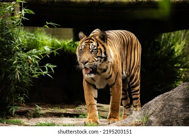 Sumatran Tiger (Panthera Tigris Sondaica) Portrait