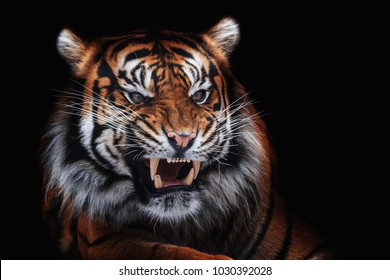 Sumatran tiger (Panthera tigris sumatrae) beautiful animal and his portrait - Shutterstock ID 1030392028