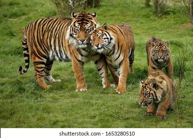 Sumatran Tiger, panthera tigris sumatrae, Mother with Cub  