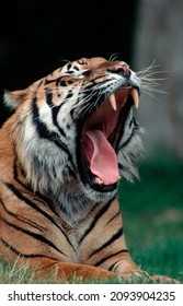 Sumatran Tiger (Panthera Tigris Sumatrae)