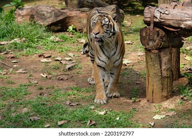Sumatran tiger (Panthera tigris Sumatrae, Harimau Sumatra) is subspecies of tiger living in Sumatra, Indonesia.