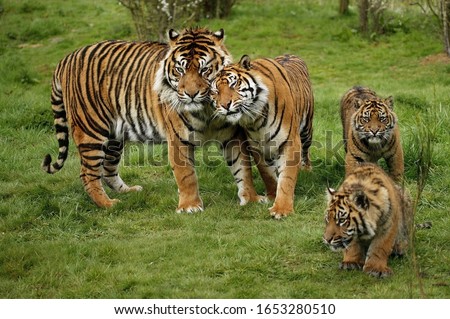 Sumatran Tiger, panthera tigris sumatrae, Mother with Cub  