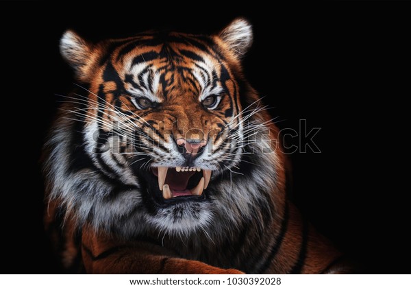 Sumatra Kaplani Panthera Tigris Sumatrae Guzel Stok Fotografi Simdi Duzenle 1030392028