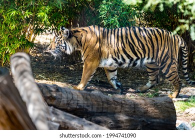 Sumatran Tiger At Phoenix Zoo