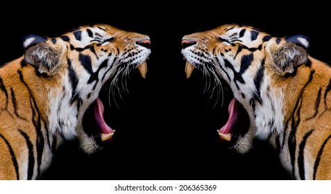 Sumatran Tiger Roaring