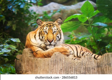 Sumatran Tiger Roaring Stock Photo 286556813 | Shutterstock