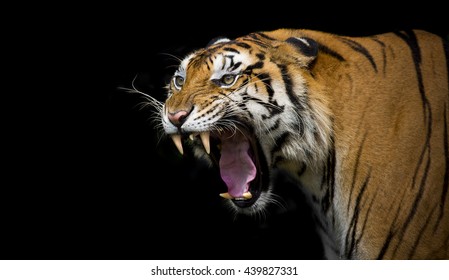 Sumatran Tiger Roaring 