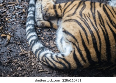 Sumatran Tiger sleeping close up paw fur tail eye - Powered by Shutterstock