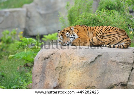 Sumatran Tiger sleeping on rocks.