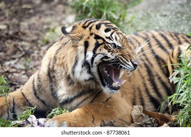 Sumatran Tiger Snarling,