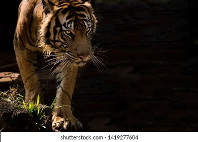 Sumatran tiger spotted near field of Sumatra - Shutterstock ID 1419277604