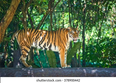 Gambar harimau sumatra