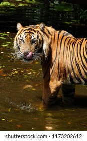 Sumatran Tiger Sunda Island Tiger Panthera Stock Photo 1173202612
