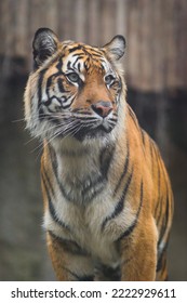 The Sumatran Tiger(Panthera Tigris Sumatrae)