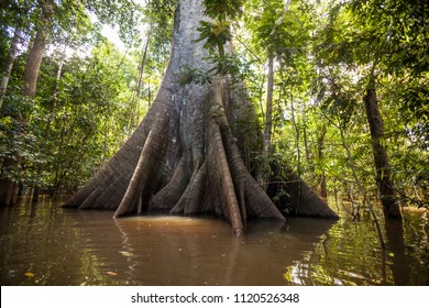 A Sumauma tree (Ceiba pentandra) with  more than 40 meters of height, flooded by the waters of  Negro river in the Amazon rainforest. - Shutterstock ID 1120526348
