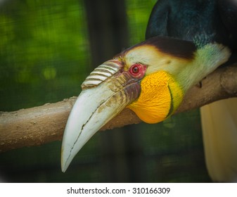 Sumba Hornbill