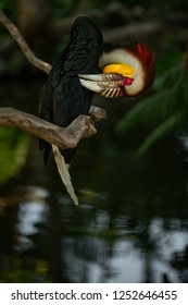 Sumba Hornbill On The Brunch Of Tree