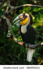 Sumba Hornbill On The Brunch Of Tree