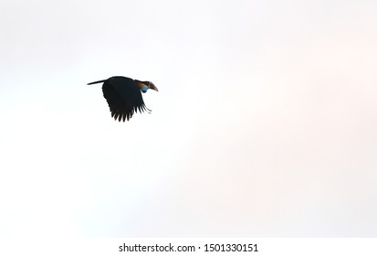 Sumba Hornbill (Rhyticeros Everetti) On The Island Sumba In The Lesser Sundas, Indonesia.