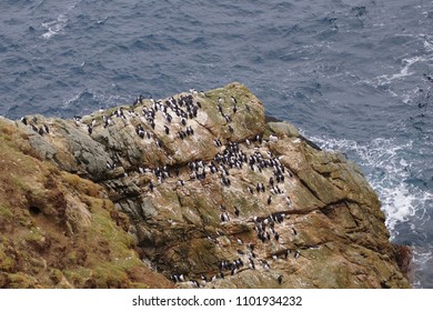 Sumburgh Head Scotland