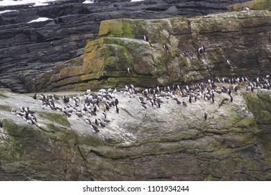 Sumburgh Head Scotland