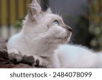 Sumedang, Indonesia.  17th June 2024. A Siamese kitten  look at the sky with her beautiful blue eyes.