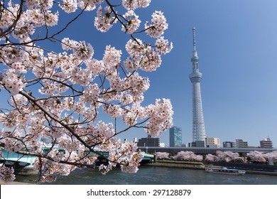 Sumida River banks of the cherry blossoms in full bloom. Tokyo.