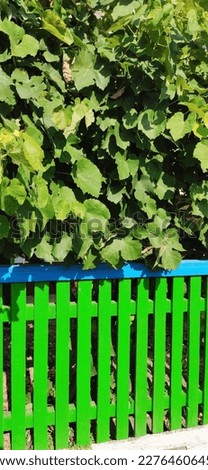 summer 2022. Green grapes and a green fence that was recently painted