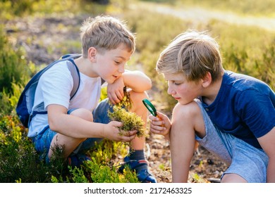 Summer Activity For Inquisitive Child. Two Charming Kids Exploring Nature With Magnifying Glass. Little Boys Looking At Moss With Magnifier.