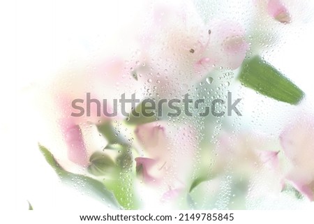 Summer aesthetics lilac rose flowers in water. Drops and blobs pattern background concept with copyspace. Abstract floral aesthetic. Artistic flower.