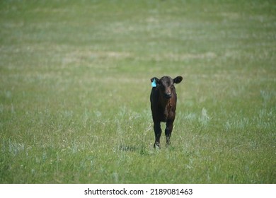 Summer Afternoon On A Cattle Ranch In Western Canada