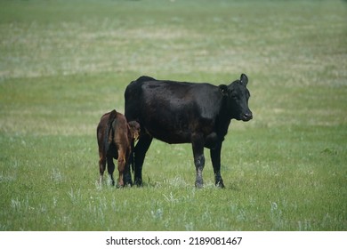 Summer Afternoon On A Cattle Ranch In Western Canada