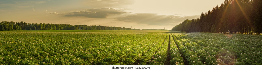 summer agricultural landscape. a large potato field is illuminated by the rays of the setting sun - Powered by Shutterstock