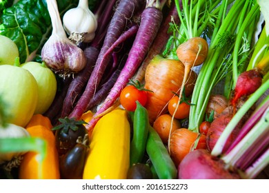 Summer Allotment Harvest Of Carrots, Courgettes, Beetroot, Cucumber, Tomatoes, Kale, Chard, Onions And Garlic Organically Homegrown In Peat Free Soil