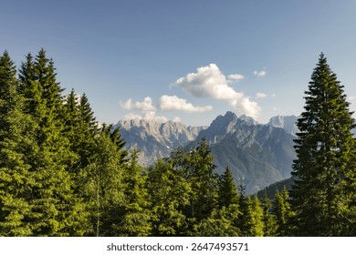 summer alpine view with pine forest and rugged mountains under clear sky with copy space. fresh alpine landscape with empty