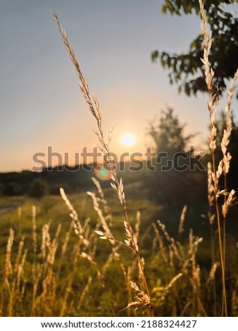 Similar – Dune grass in the evening sun