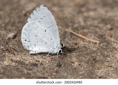 A Summer Azure is collecting minerals from the muddy ground. Taylor Creek Park, Toronto, Ontario, Canada.