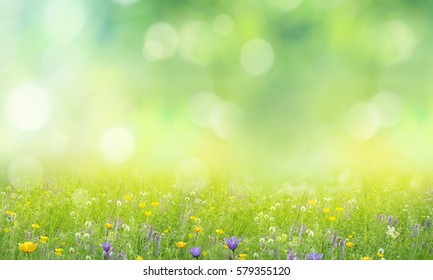 summer background  - Shutterstock ID 579355120