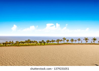 Summer background of beach and sand with landscape of palms. Ocean landscape with blue sky and sunny day. Free space for your decoration. 