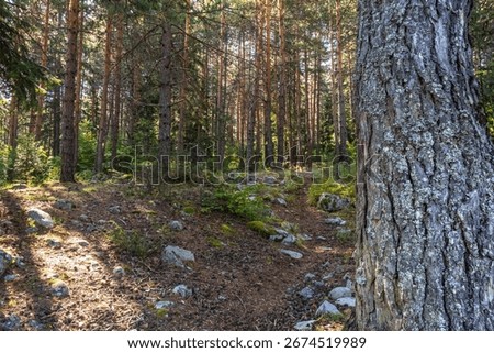 Summer background with firest thicket.